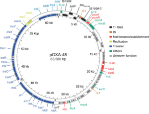 Genetiska faktorer för pOXA-48-plasmidunderhåll i E. coli